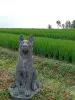 Product image 1 of the product “Seated shepard dog, 65cm Height - cast stone. ”