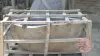 Product image 1 of the product “Riverstone basin, natural surface, polished inside. Dia approx 101-110. Height 41-50 ”