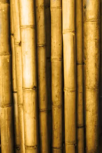 Product image of the product “Bamboo „Apus“ Gigantochloa apus, yellow-brown,6-8 cm, 400 cm L ”
