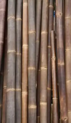 Product image of the product “Bamboo „Petung“ Dendrocalamus asper, brown-black, 9-11 cm, 200 cm L ”