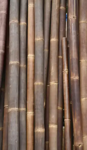 Product image of the product “Bamboo „Petung“ Dendrocalamus asper,