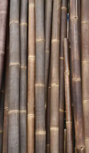 Product image of the product “Bamboo „Wulung“ Gigantochloa atroviolacea, brown-black, 6-8 cm, 300 cm L ”
