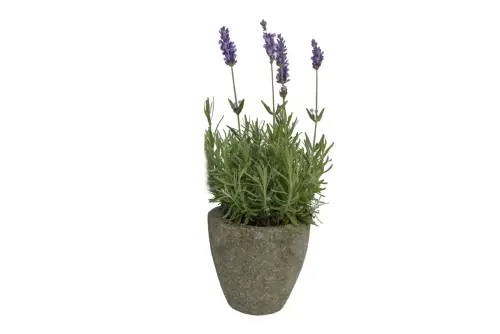 Product image of the product “Round vessel, made of basanite - Konka ”