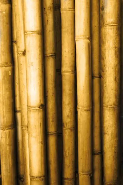 Product image 1 of the product “Bamboo „Apus“ Gigantochloa apus, yellow-brown,6-8 cm, 300 cm L ”