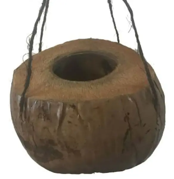 Product image 1 of the product “3/4 Coconutfruit as flowerpot with black string to hang, the opening is about 10cm deep ”
