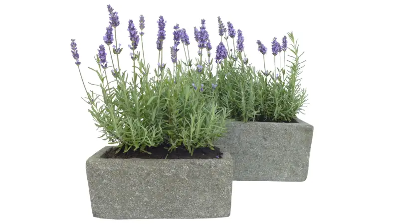 Product image 1 of the product “Rectangular vessel, of basanite ”