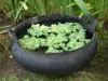 Product image 2 of the product “Water bowl from recyled tire with handle. Vulcanized inside. Dia. 60cm Height 25 / 30cm. ”